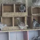 بيع حمام زاجل