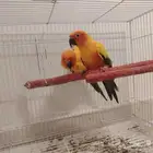 للبيع جوز صن كانيور