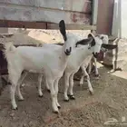 تيس و جفرتين بيشي