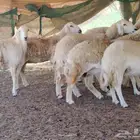 ضان حريات حرش صنف دفييع 12