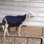 شاة نجدية دافع كفو