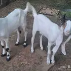 للبيع تيس وجفرتين