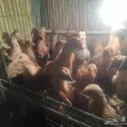 صيصان فيومي فوق شهر ونصف