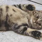 قطة كتن تايغر للتبني