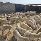 طليان يمنيه رفيدي شي طيب ونظيف