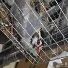جوز عقايب او قهد