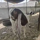 تيس هولندي للبيع عمر شهرين ونص