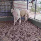 Good lambs for sacrifice fat and meat