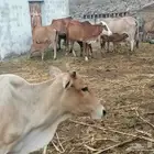 بقر للبيع. الموقع غرب الطحاحين