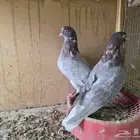 حمام قطايف الخرج