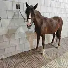 فرس بونيه