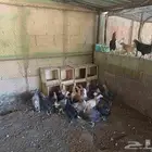 دجاج بلدي ماشاءالله بيض ميه في الميه العدد 25 حبه