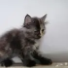 كيتينز للتبني