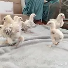 صوص براهما مستوى فاخر عرض خاص