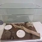 سحليه