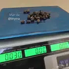 بذور زيتون أسود و أخضر