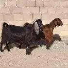 معزة مشاريك العدد 2 سن بدايه سداد مضاريع فحص صونار