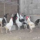 ديوك فرنسيه