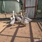 وز عراقي كريمي للبيع