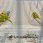 بادجي طيور الحب