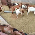 تيوس بورقوت وكلهاري اعمارها من 6شهور إلى 8شهور