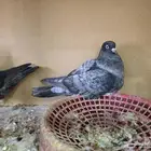 جوز قطايف لون مميز