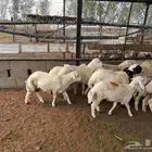 كباشة طليان حري وبلدي ومهجن