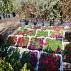 مهندس زراعي متخصص في تنسيق الحدائق وزراعة الفلل والمشاريع