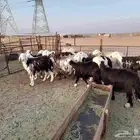 غنم صنف