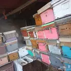 خلايا للبيع عدد 40