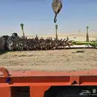 نخل واشنطني زينه للفلل والقصور والا ستراحات