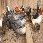 دجاج بياض عمر 8 شهور