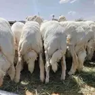 خرفان للبيع