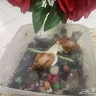 حلزونات طبيه