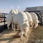 خرفان بلدي