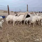 ضان رفد