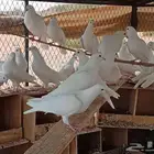 حمام فرنسي للبيع العدد 52 حبه جابو الحمام حلو وجرومه طيبه و