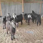 مقنى سواكن ضان