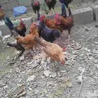 دجاج للبيع