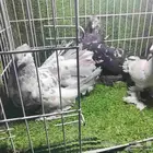 حمام زينه للبيع