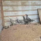 للبيع بشاير ميوالي