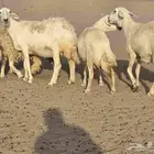 غنم حريه
