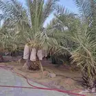 نخل اخلاص جثايث وفراخة .. البصر