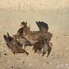 دجاجه بلدي حضانه طبيعيه عندها 17 صوص