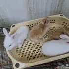1رانب للبيع الحبه 20 ريال النظافه والصحه شرط