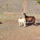 نجديه مشروكا السن توها سدس هدره توم خاروف ورخل