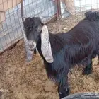 تيس عارضي سمين طيب