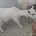 جفره وتيس قزم للبيع لعوب وجميل العمر شهر