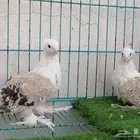 مفتل مسكي