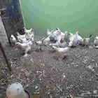 سراة عبيدة
